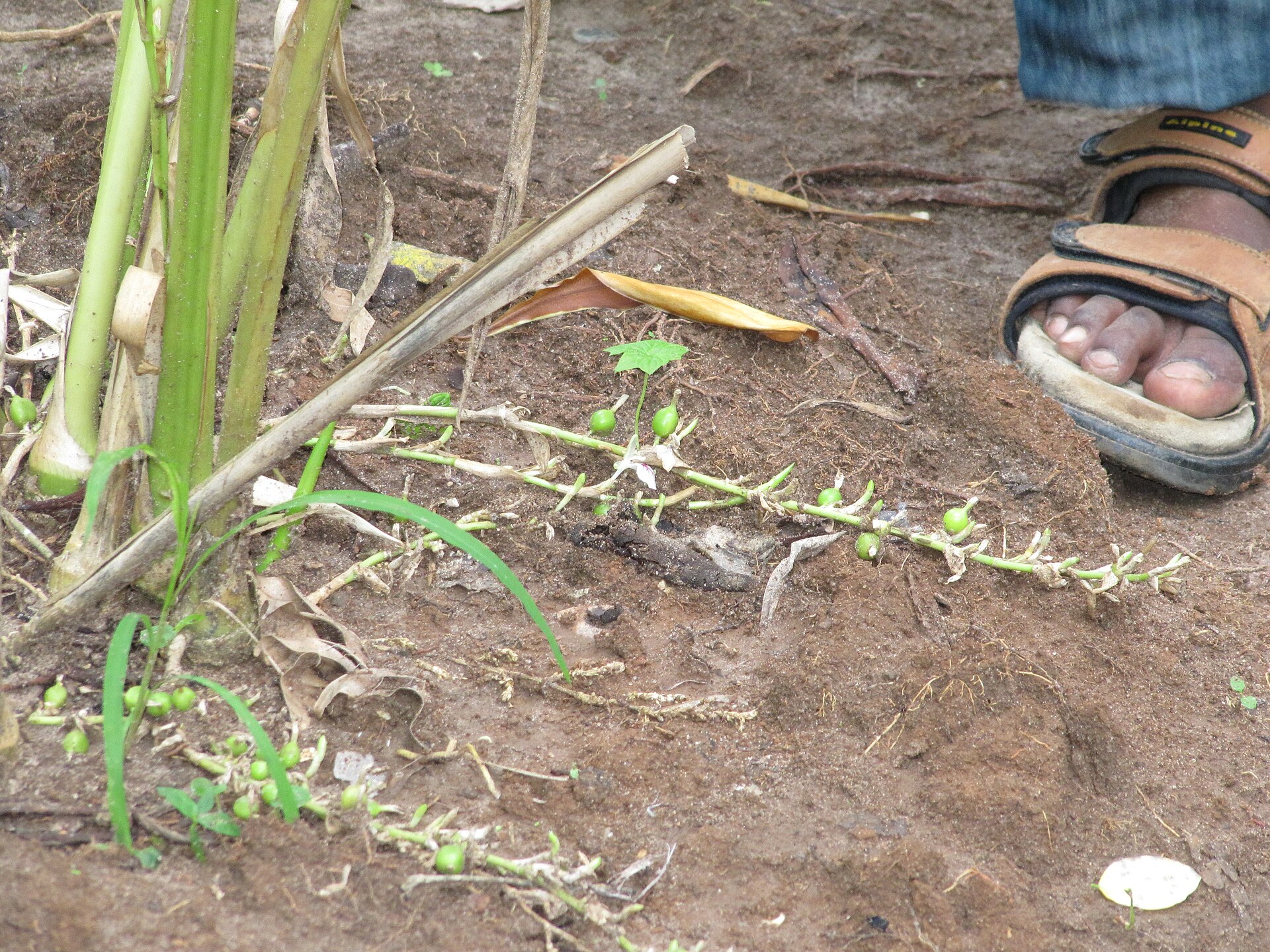 هل (Green cardamom) — Elettaria cardamomum