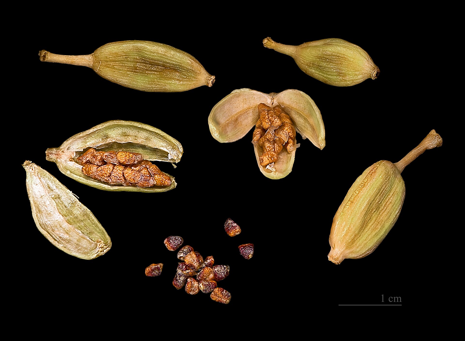 هل (Green cardamom) — Elettaria cardamomum