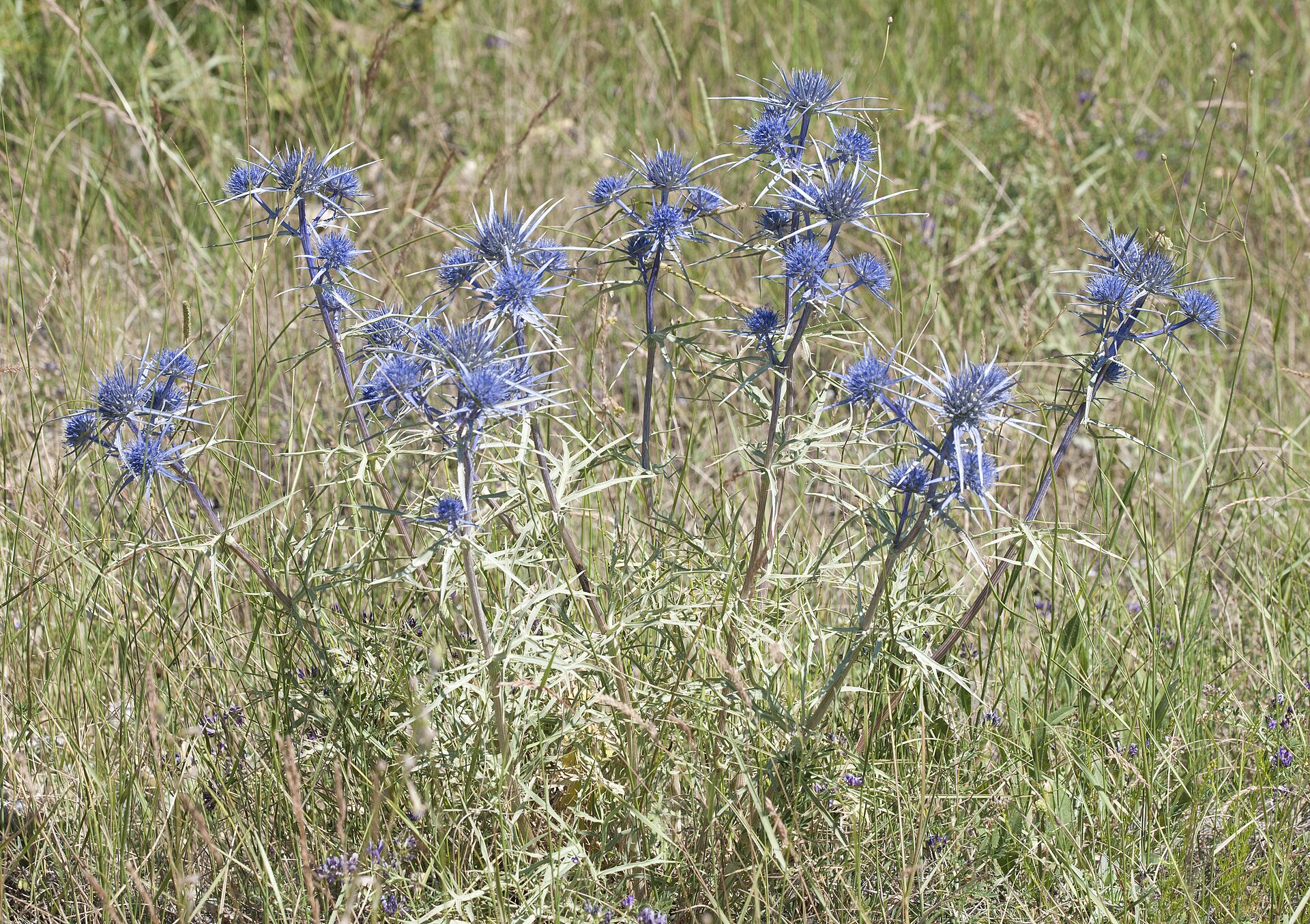 بوقناق (Billardier's eryngo) — Eryngium billardieri