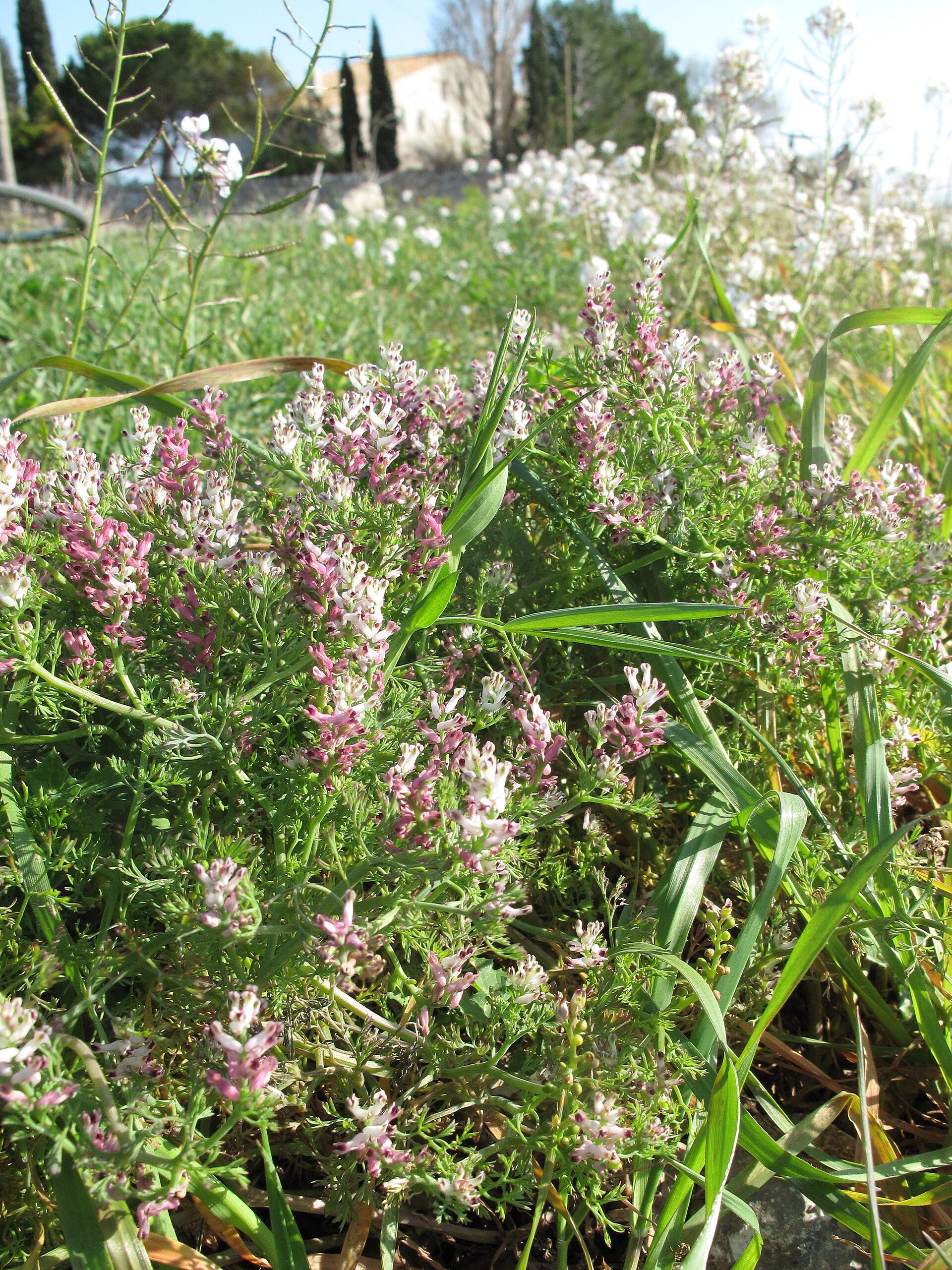 شاهتره (Fumitory) — Fumaria parviflora