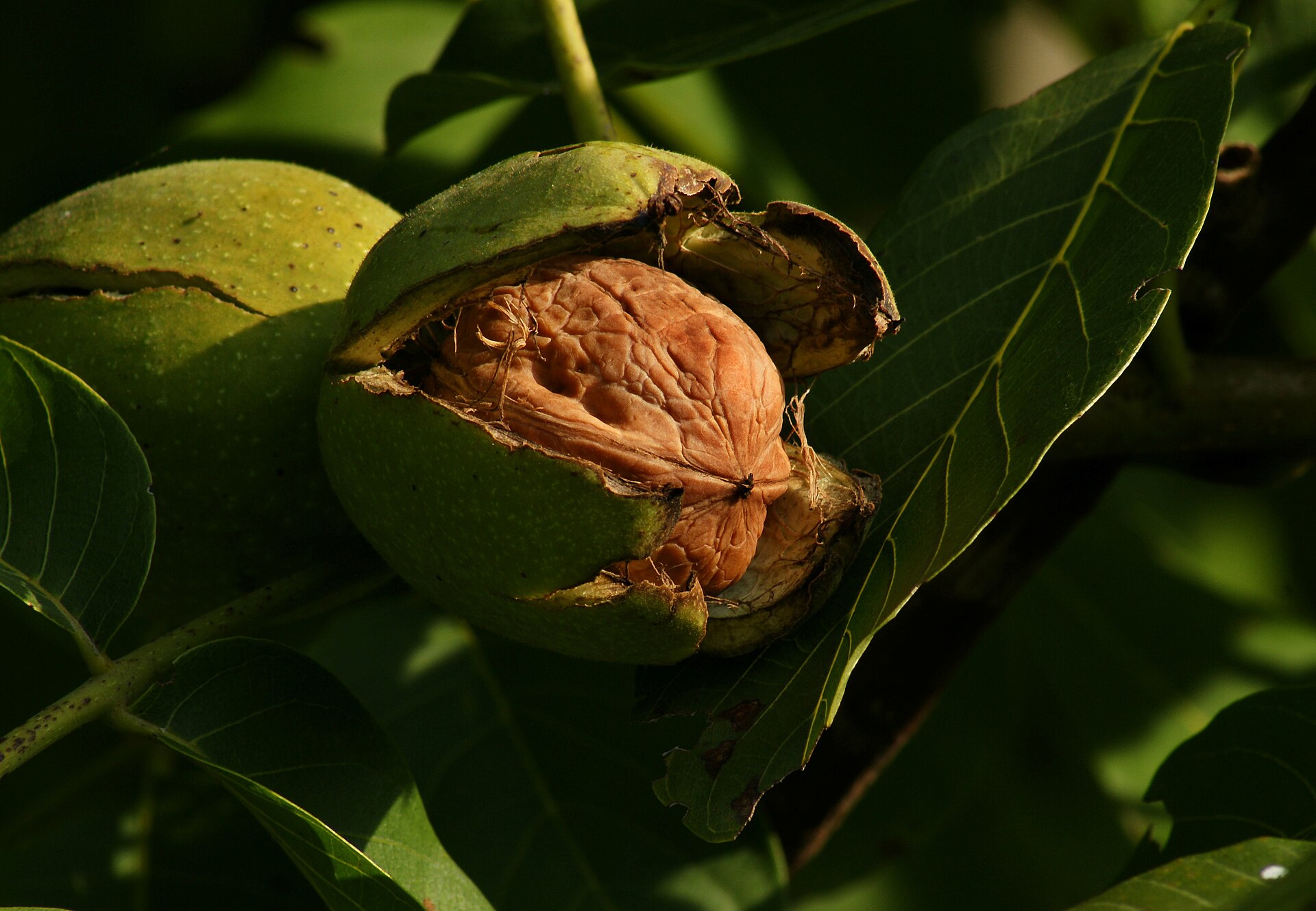 برگ گردو