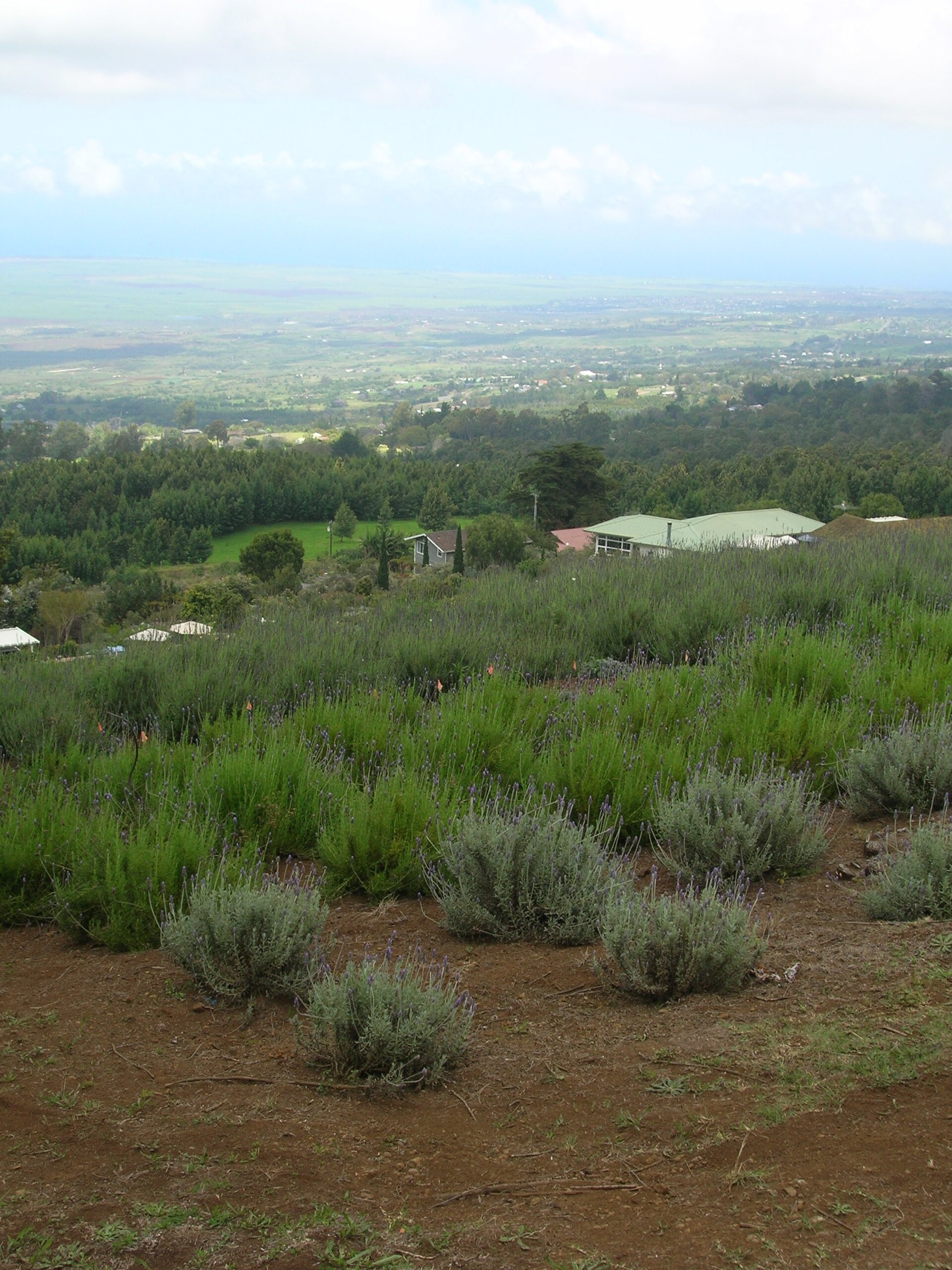 اسطوخودوس (Lavender) — Lavandula angustifolia
