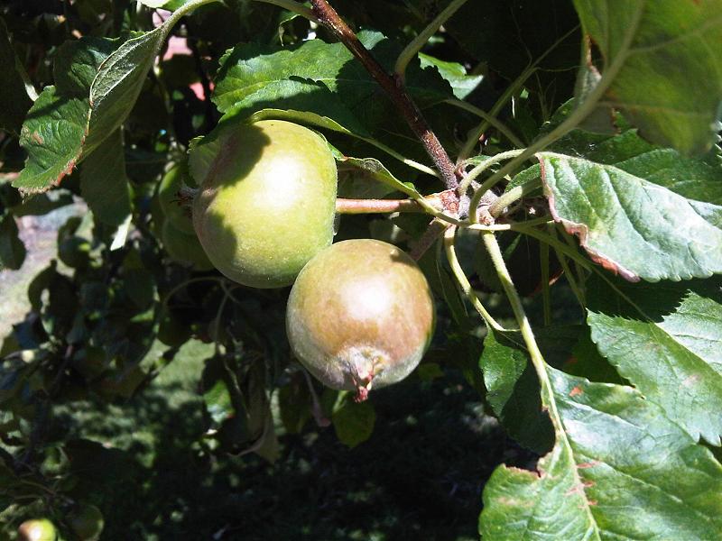 سیب (Apple) — Malus domestica