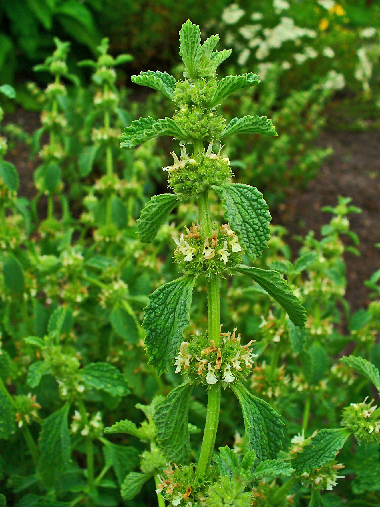 فراسیون (White horehound) — Marrubium vulgare