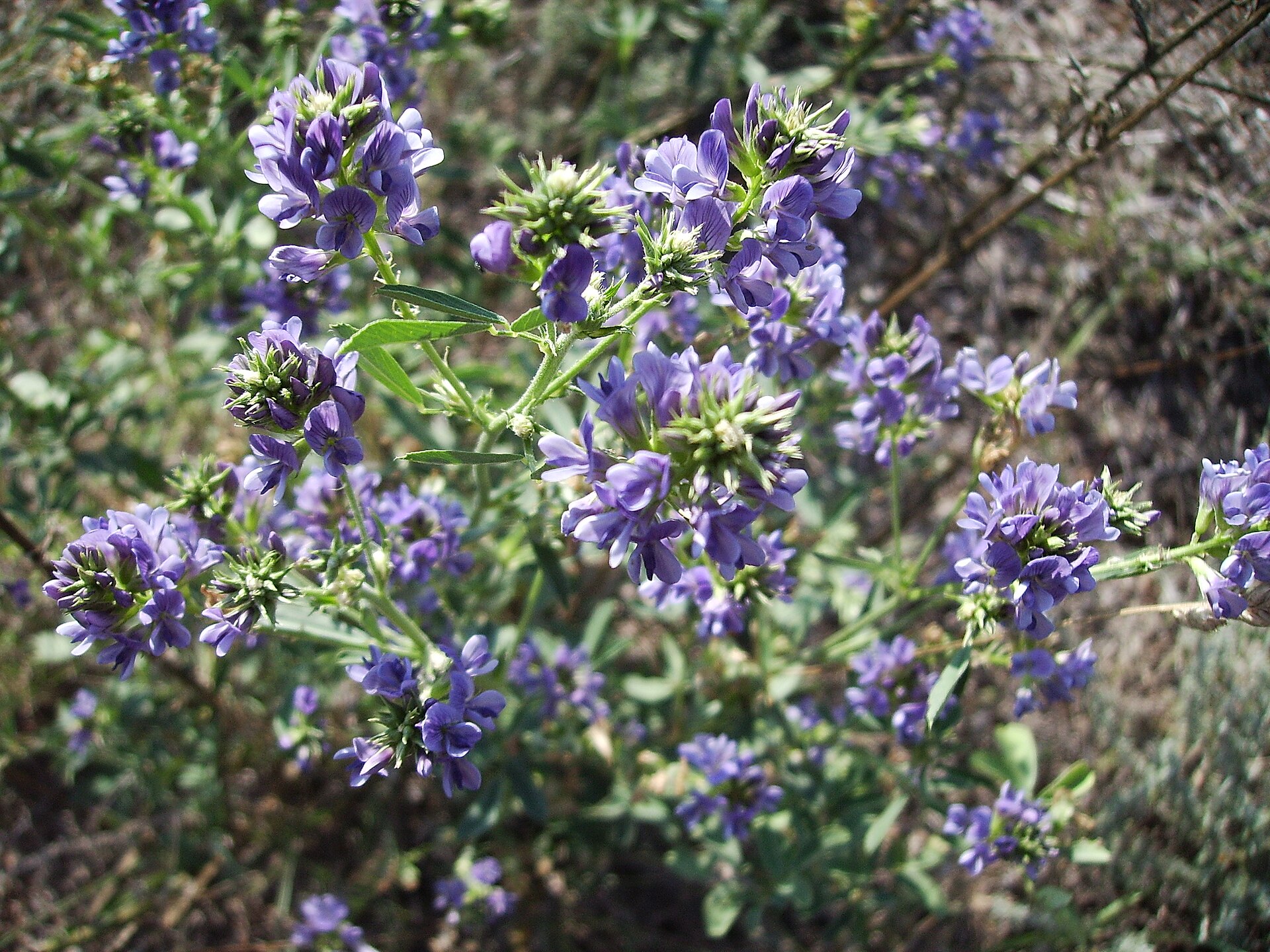 یونجه