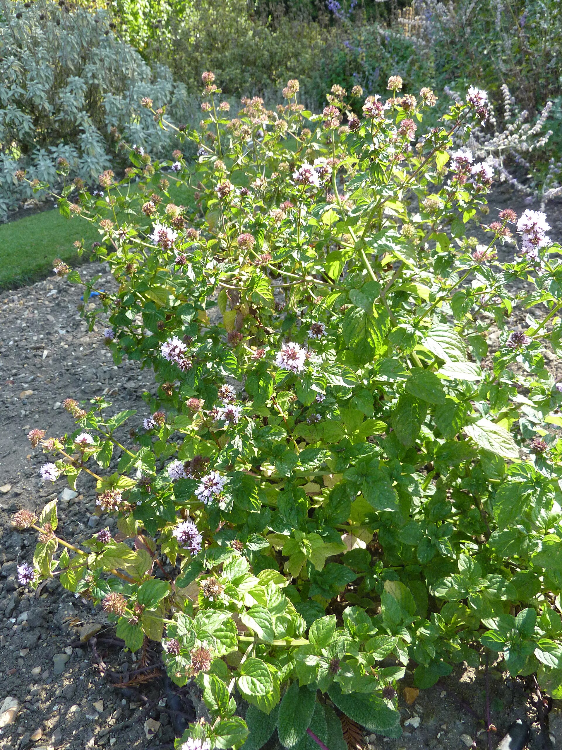 نعناع (Peppermint) — Mentha × piperita