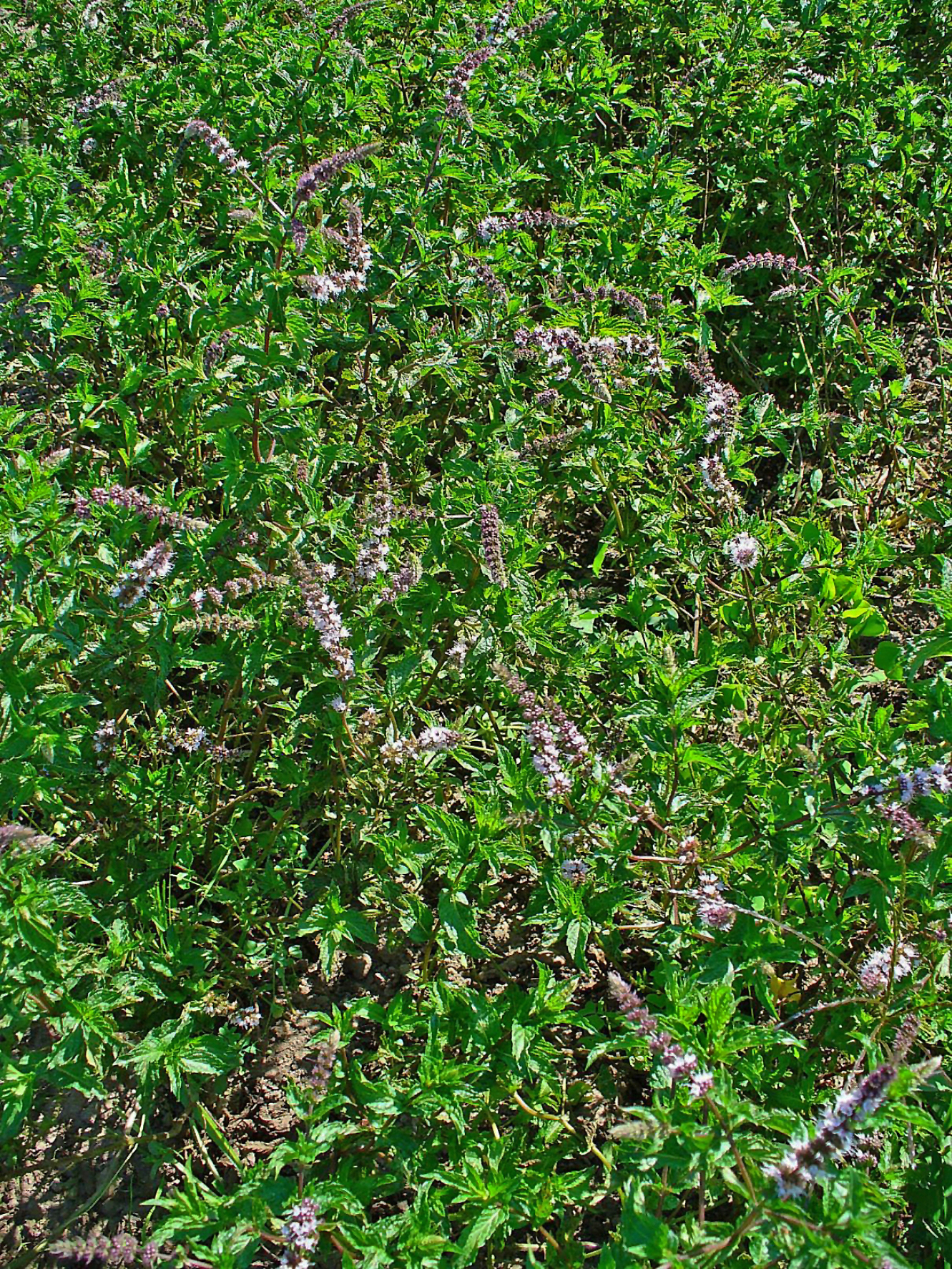نعناع (Spearmint) — Mentha spicata