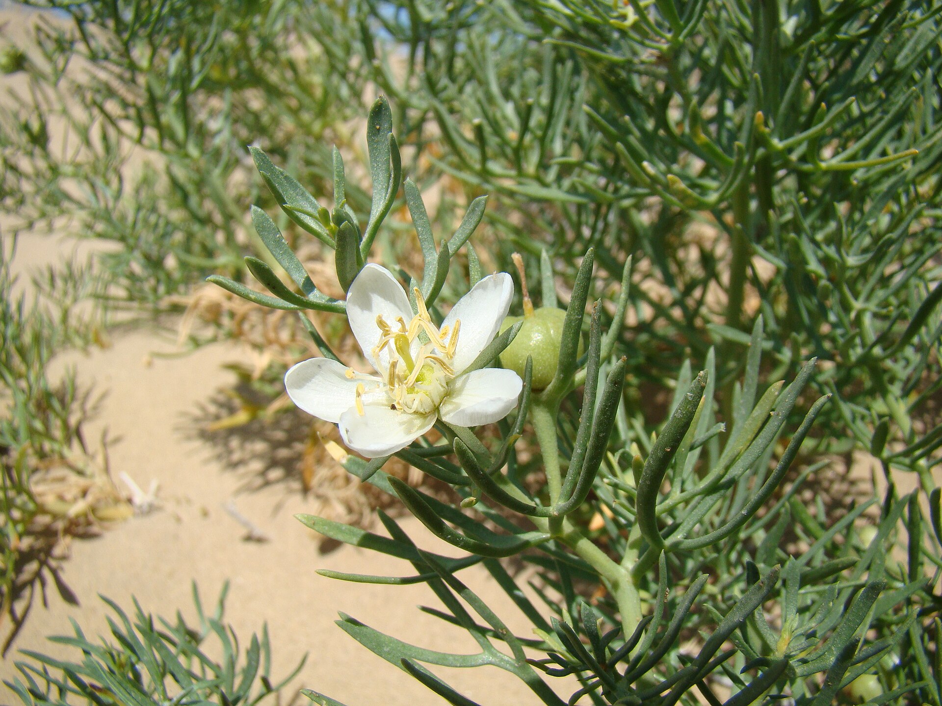 اسفند (Syrian rue) — Peganum harmala