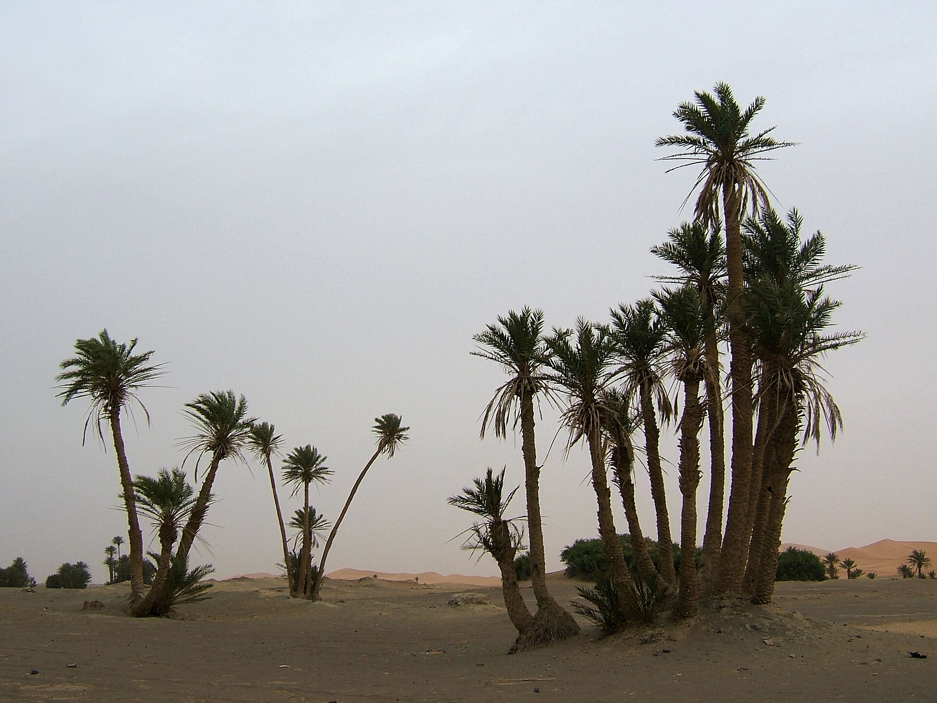 طارونه