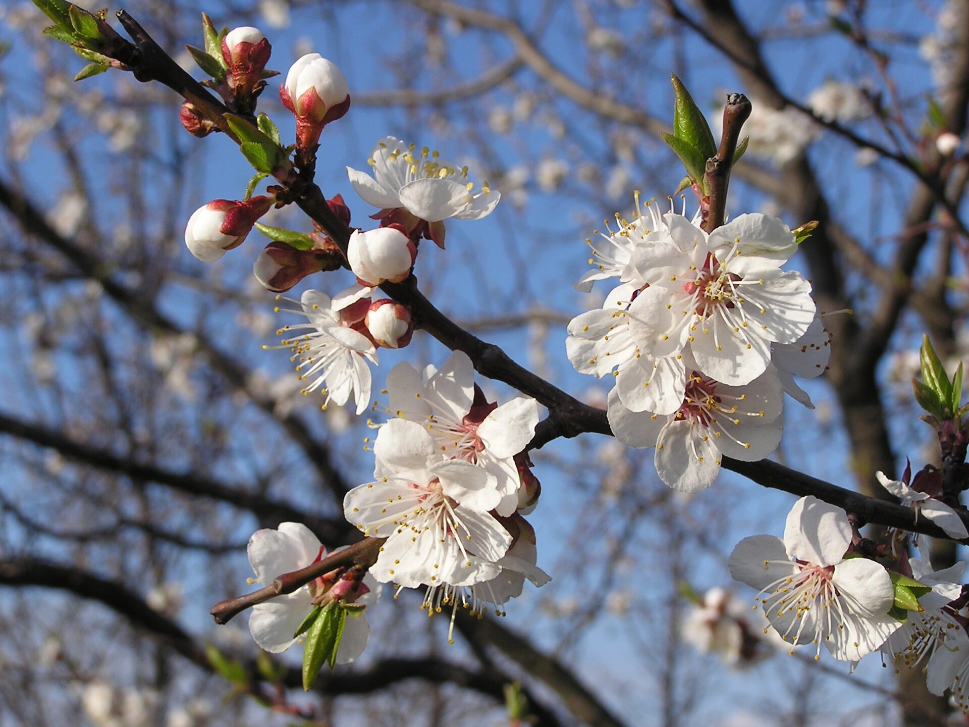 زردآلو (Apricot) — Prunus armeniaca