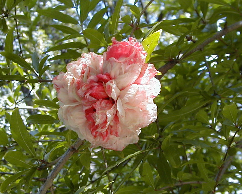 انار (Pomegranate) — Punica granatum