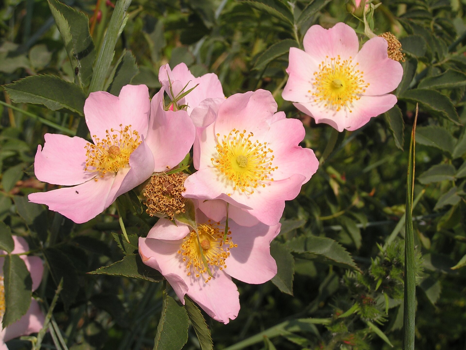 میوهٔ نسترن (Rosehip) — Rosa canina