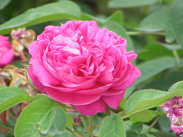 گل محمدی (Damask rose) — Rosa × damascena