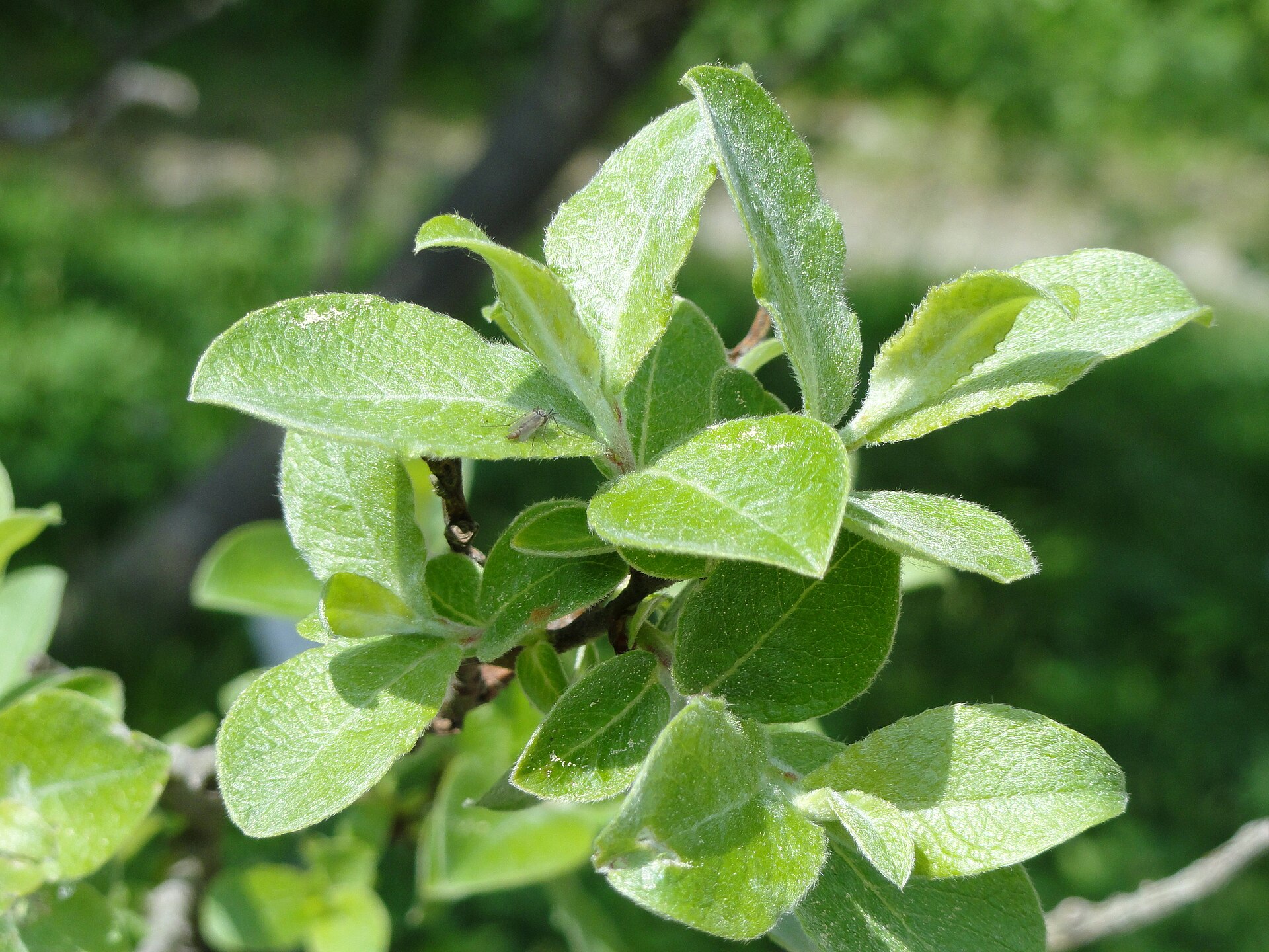 بیدمشک (Musk willow) — Salix aegyptiaca
