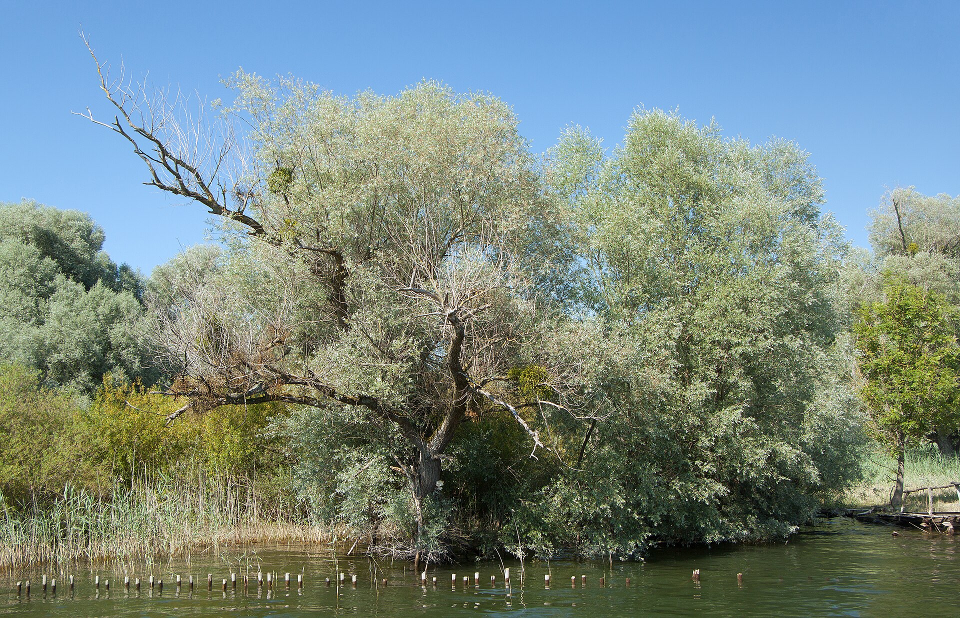 برگ بید (White willow leaf) — Salix alba