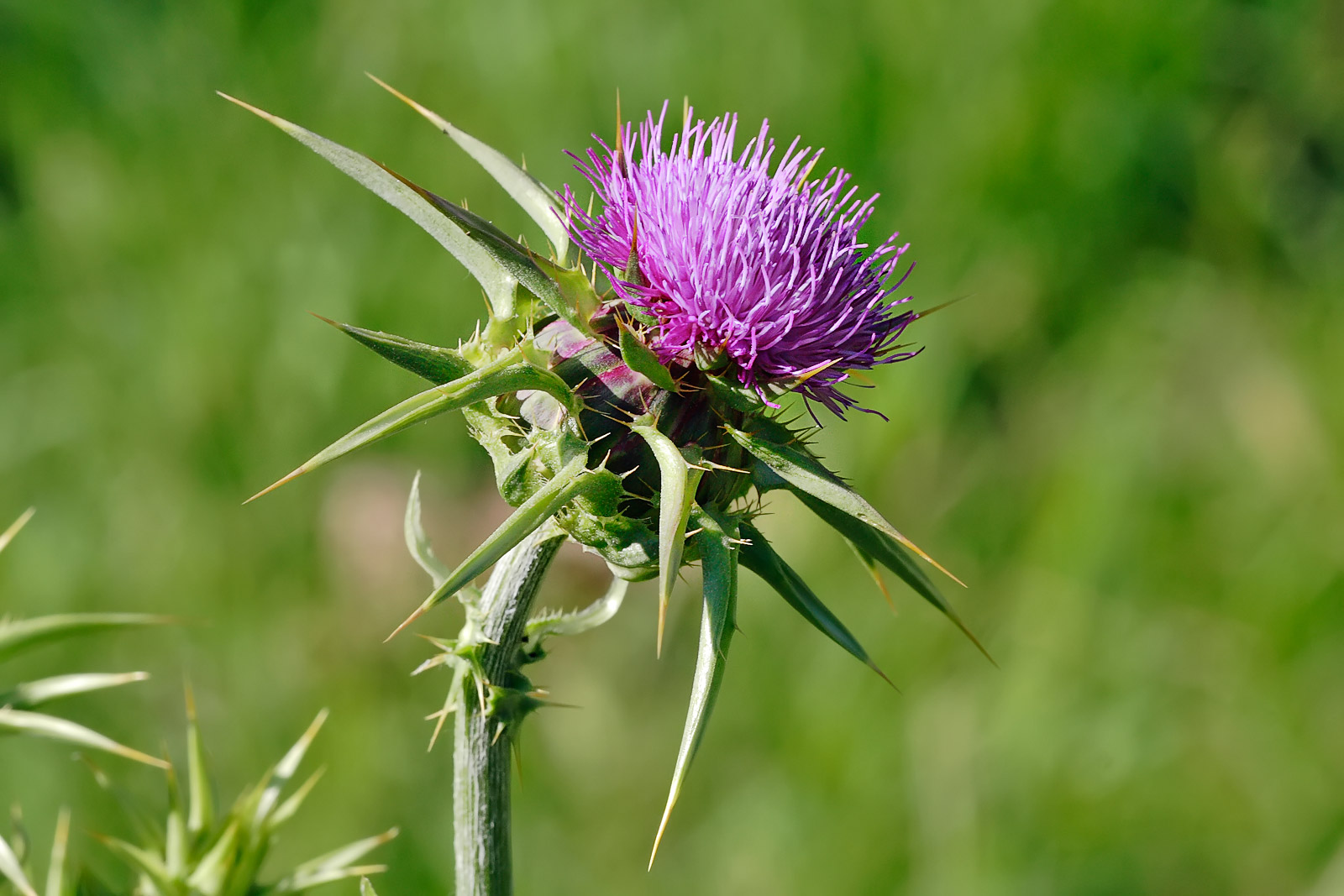 خارمریم (Milk thistle) — Silybum marianum