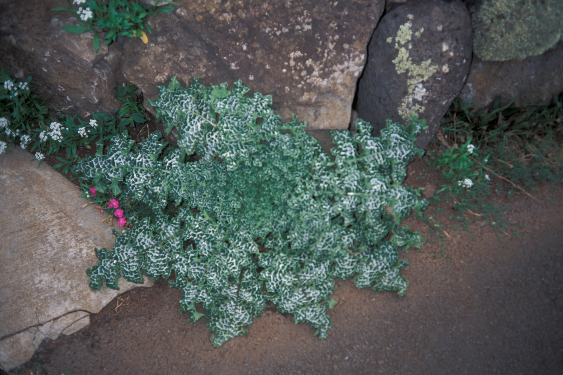 خارمریم (Milk thistle) — Silybum marianum