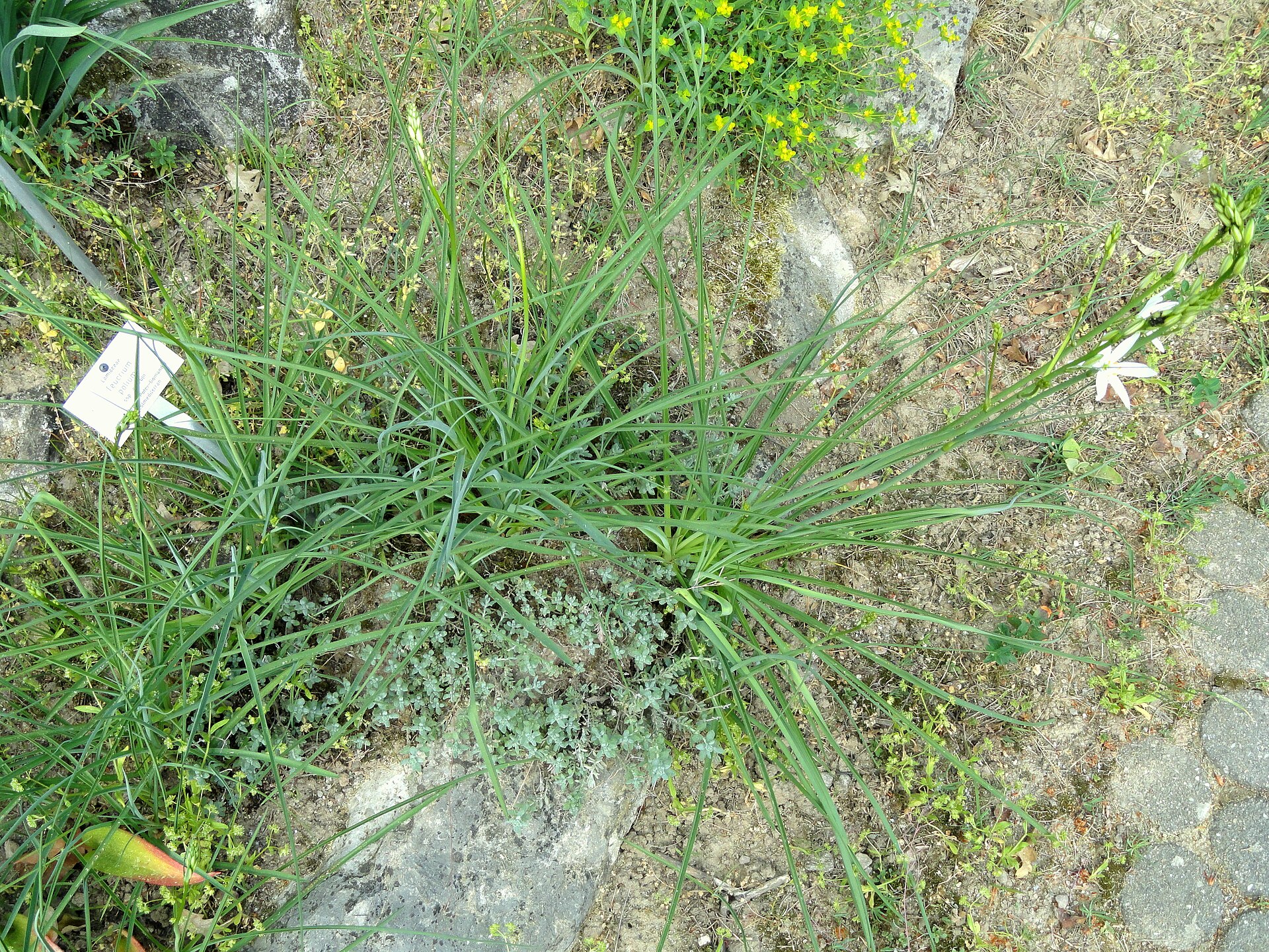 کلپوره (Felty germander) — Teucrium polium