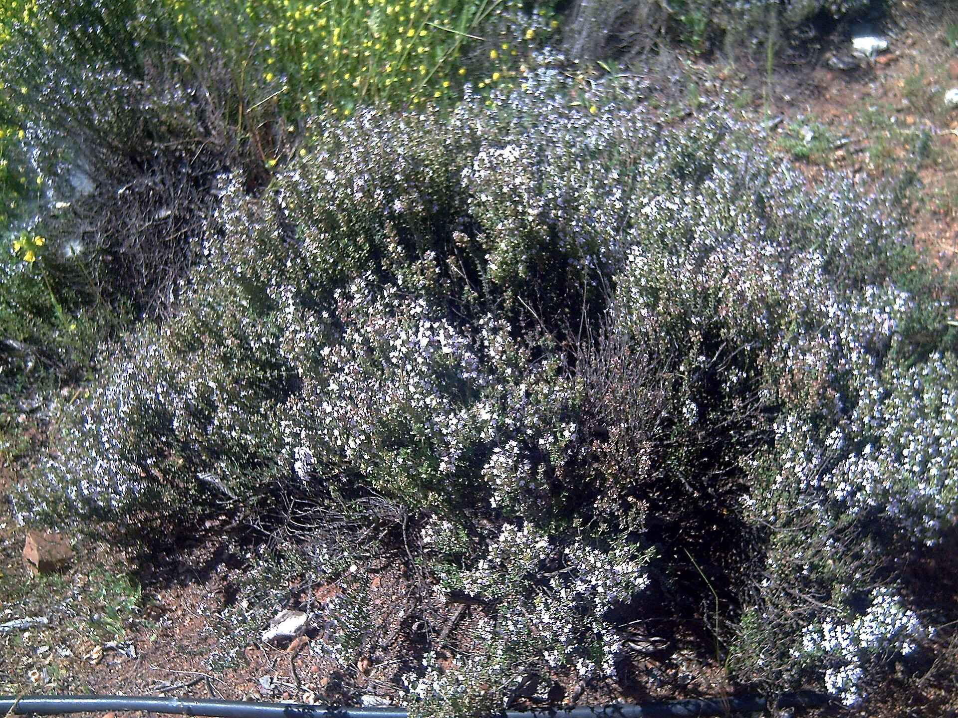 آویشن (Thyme) — Thymus vulgaris