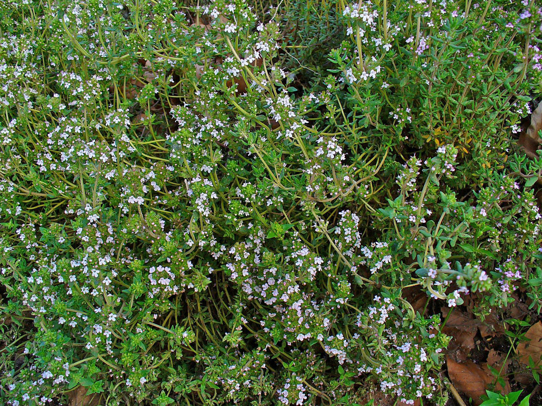 آویشن (Thyme) — Thymus vulgaris