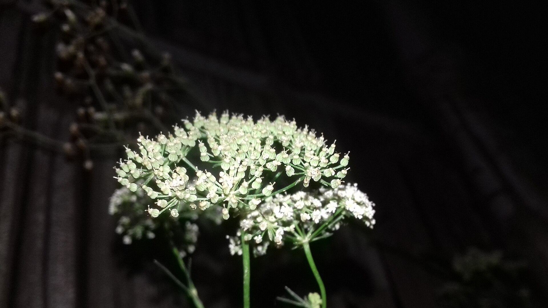 زنیان (Ajwain) — Trachyspermum ammi