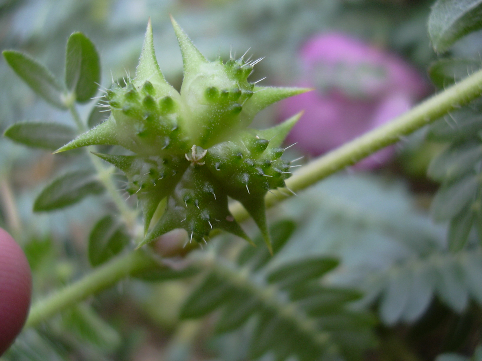 خارخاسک (Puncture vine) — Tribulus terrestris