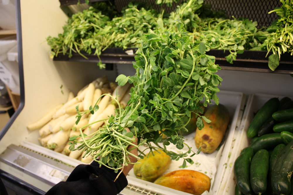 شنبلیله (Fenugreek) — Trigonella foenum-graecum