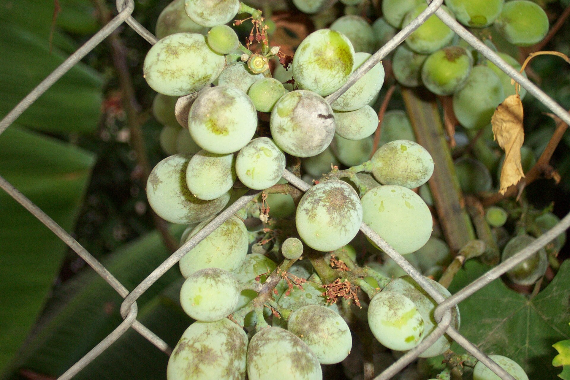 انگور (Grape) — Vitis vinifera